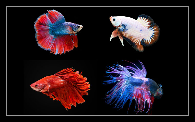 20+ Betta Fish Types Most Beautiful Betta Varieties