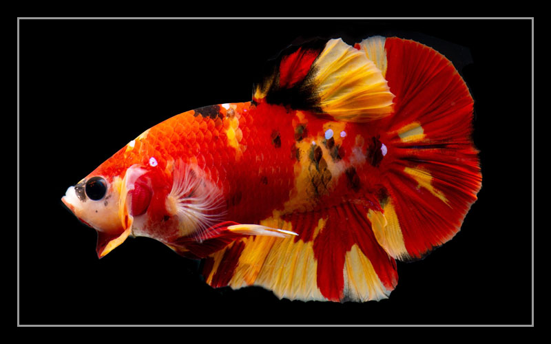 Koi Betta Fish Facts & Profile