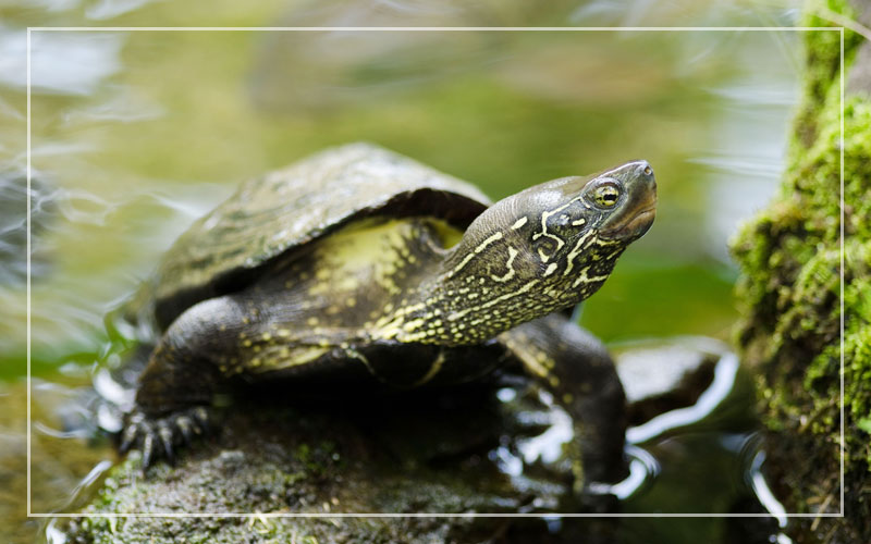 10 Pet Turtles that Stay Small (With Pictures)