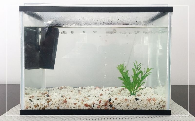 Dark Start Method for Aquarium The Complete Guide