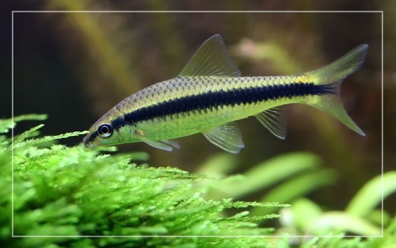 7 Best Hair Algae Eaters for Freshwater Tank