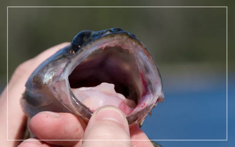 Do Fish Have a Tongue? Surprising Truth Behind Fish Tongues