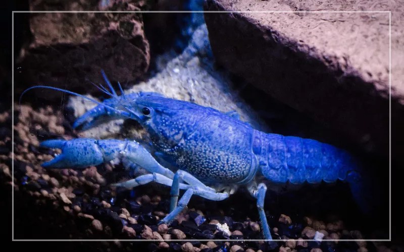 What Do Crayfish Eat? From Aquatic Plants to Small Animals