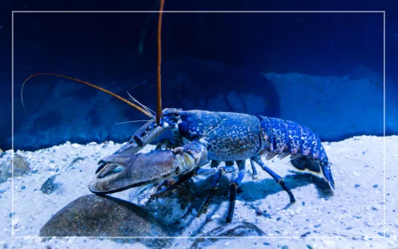 What Do Crayfish Eat? From Aquatic Plants to Small Animals