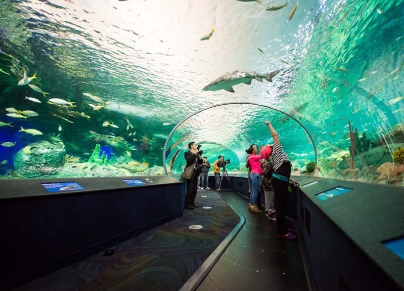 Ripley's Aquarium of Canada Boxing Day Promo Save 30 Off Ripley's
