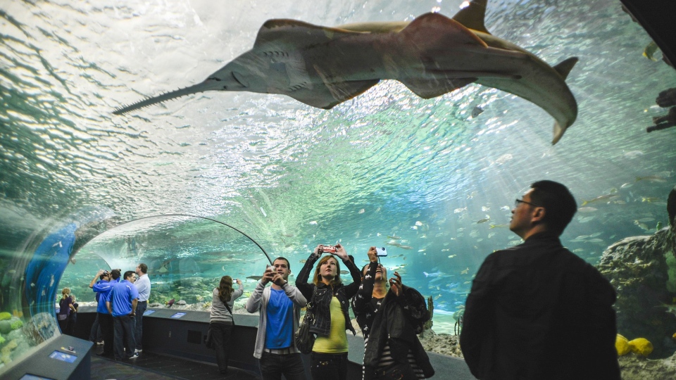 CN Tower Canada Sea the Sky Combo Offer Ripley's Aquarium of Canada and CN Tower Packages