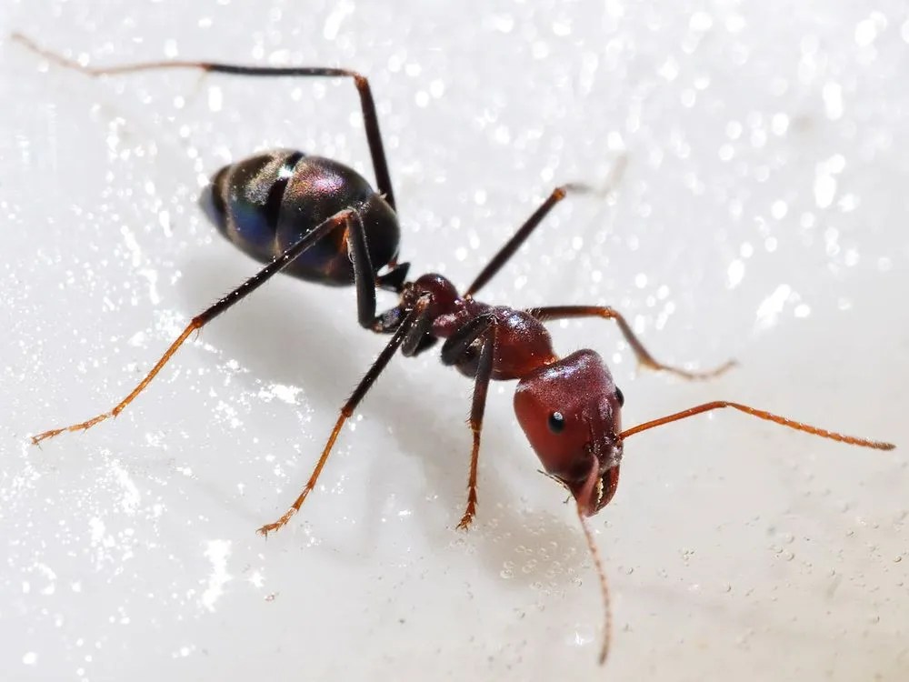 How to get rid of ants from your house Vancouver Sun