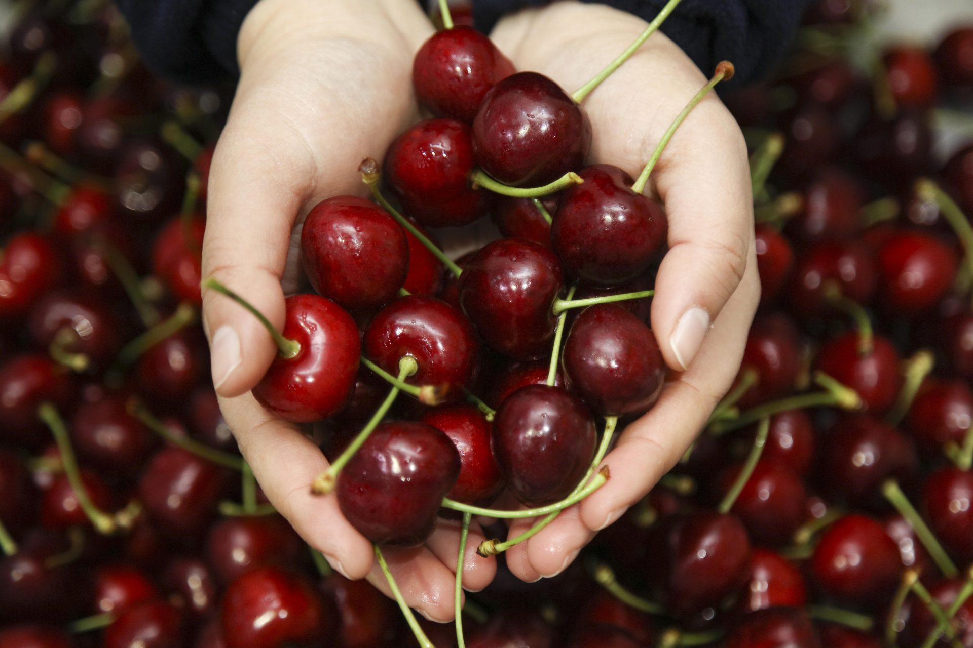 Turkey “Cherry prices are at their lowest point now" Smartcherry
