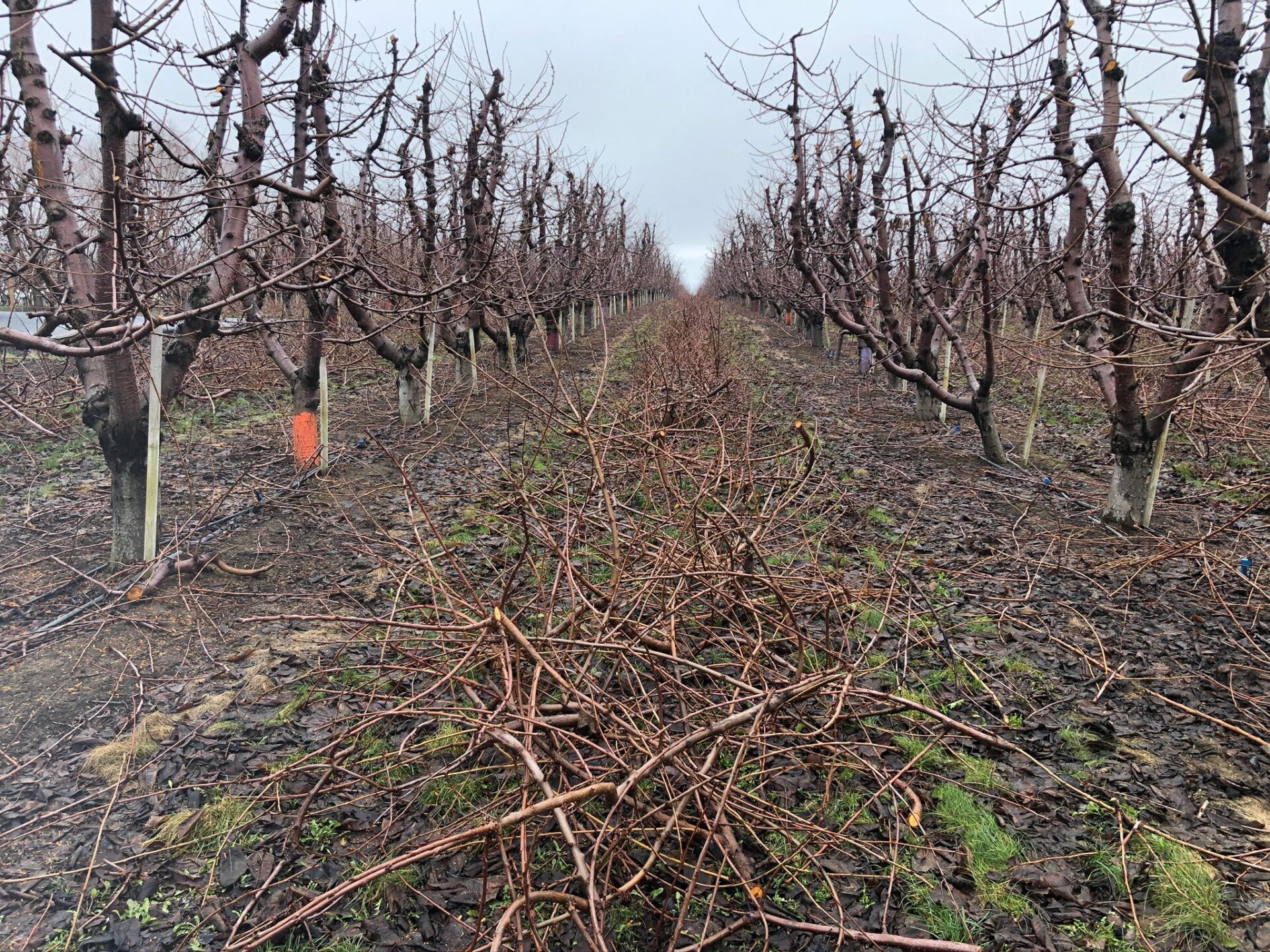 Cherry Tree Pruning in Images Smartcherry