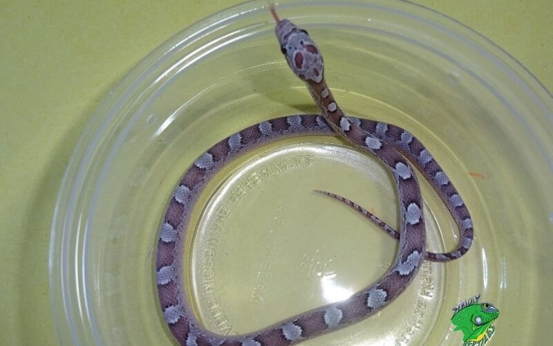 11 Amazing Corn Snake Morphs Facts [With Picture]