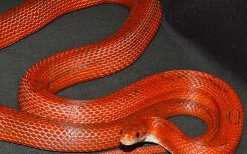 11 Amazing Corn Snake Morphs Facts [With Picture]