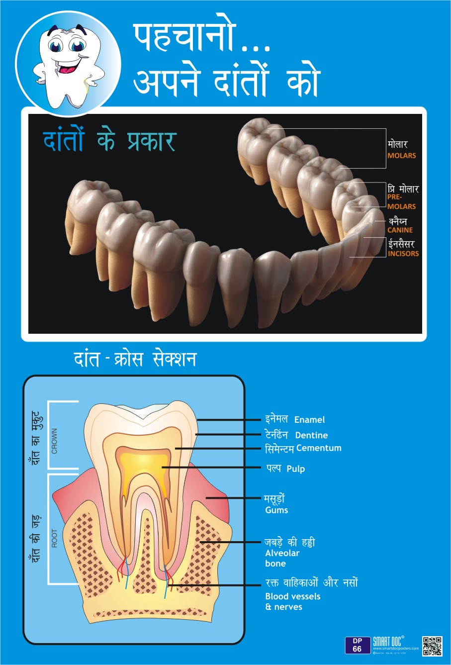DP66 . H. The toothcross section + Types of teeth (HINDI) Smart Doc