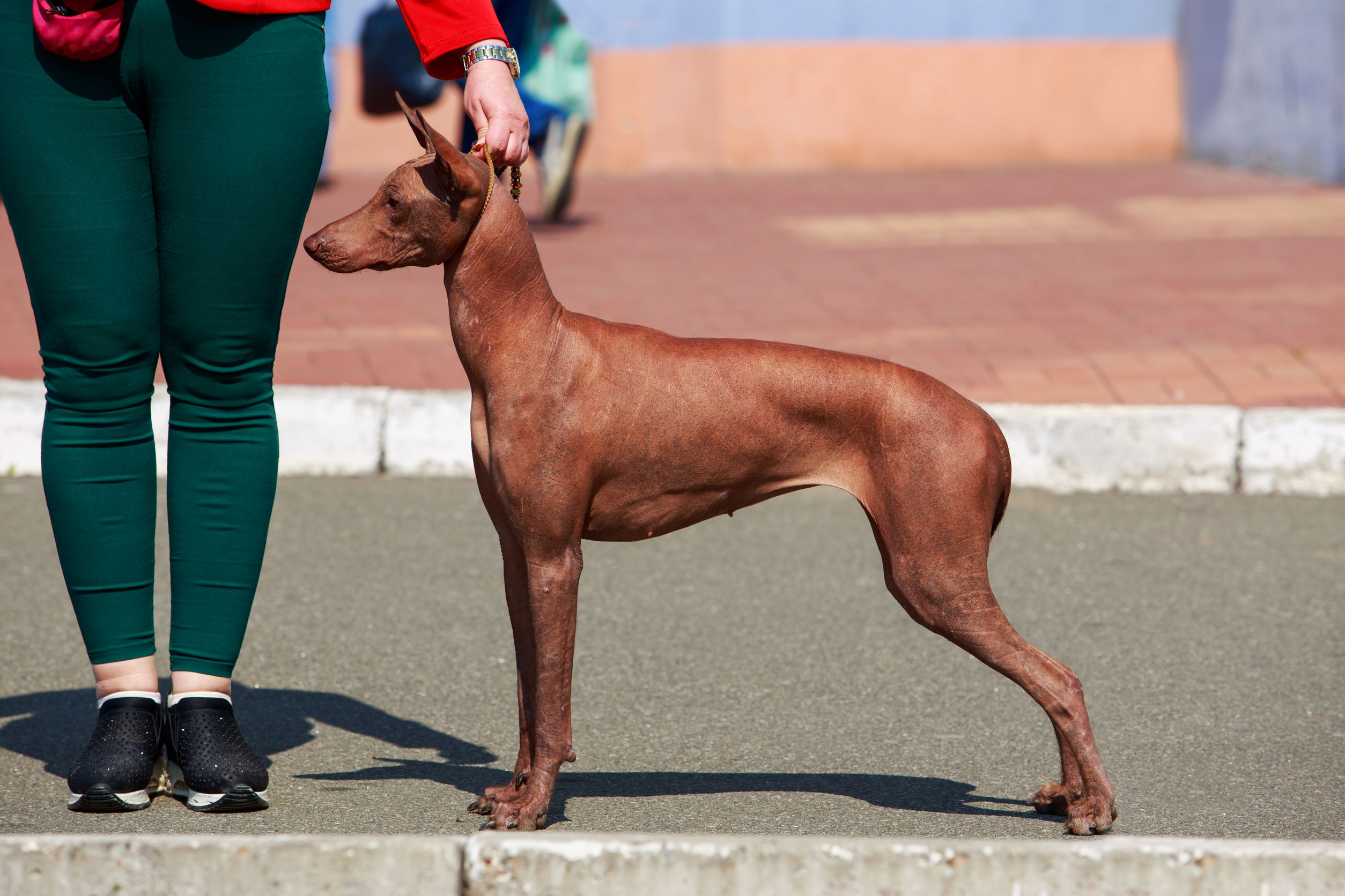Hairless Dog Breeds The Smart Dog Guide