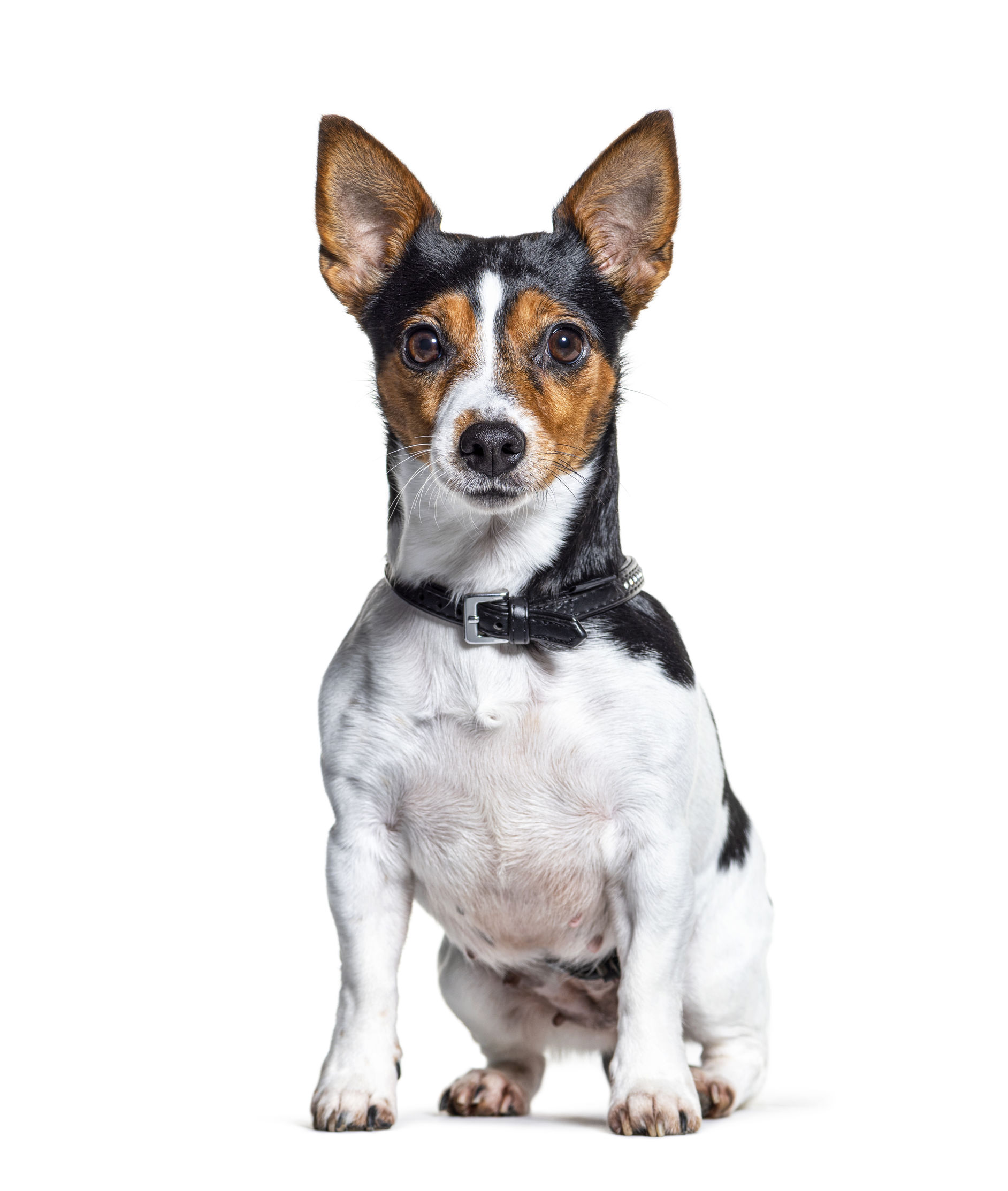 Ratter Dog Breeds The Smart Dog Guide