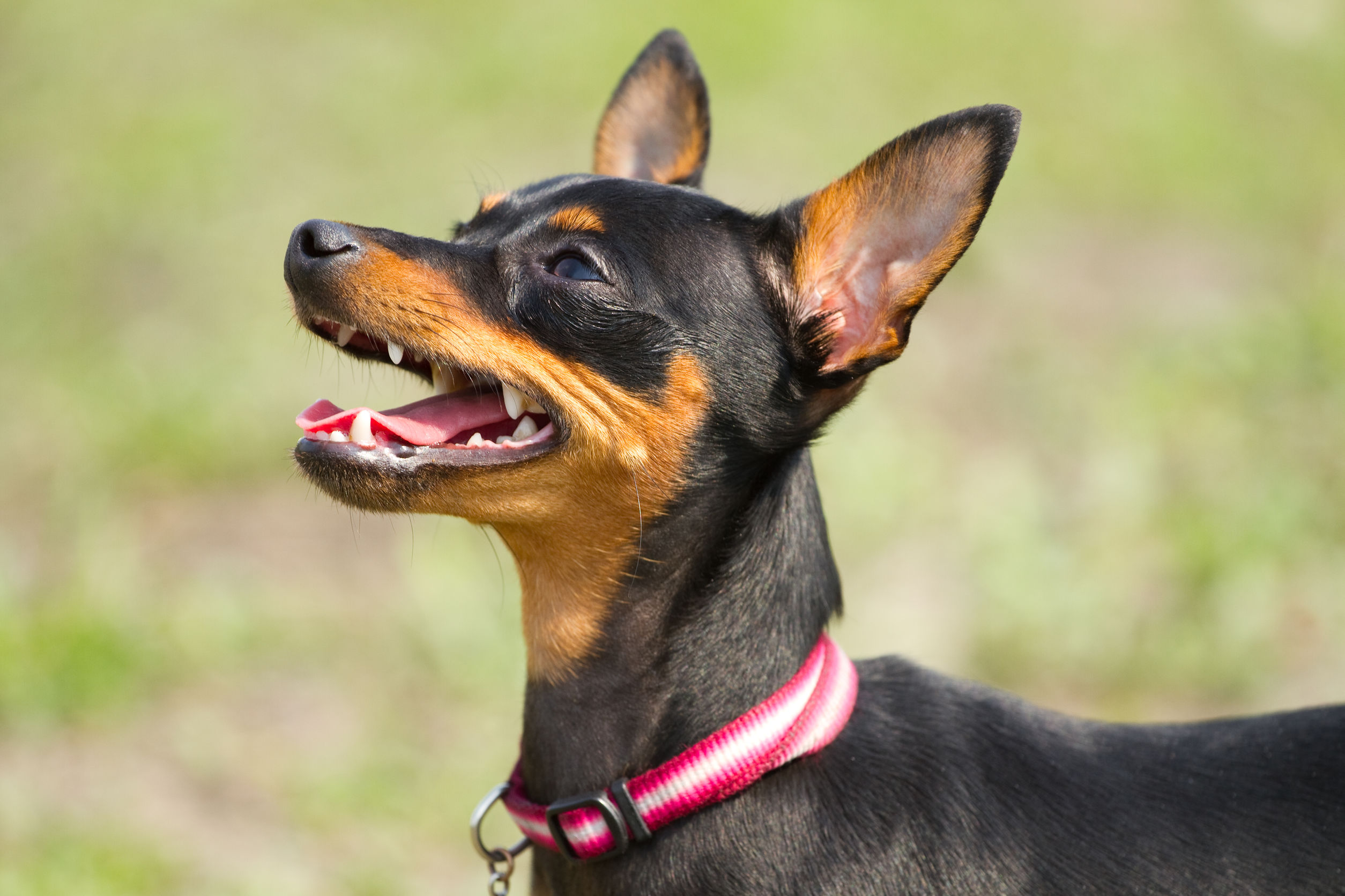Ratter Dog Breeds The Smart Dog Guide