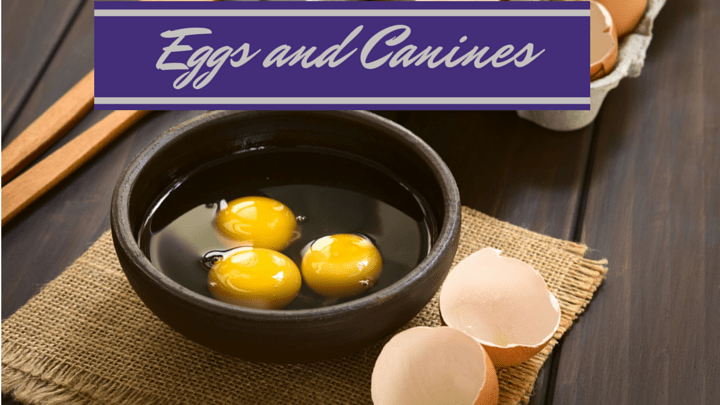 Can Dogs Eat Eggs? Are They Healthy? Smart Dog Owners