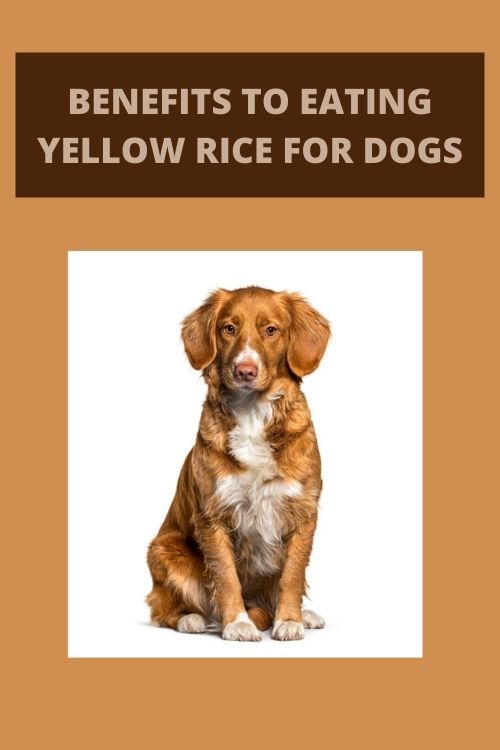 Can Dogs Eat Yellow Rice? 5 Desi Benefits?
