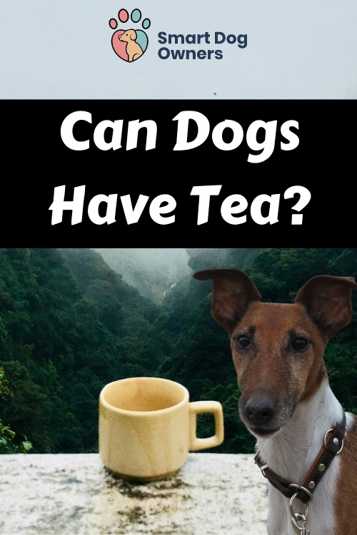 Can Dogs Have Herbal Tea