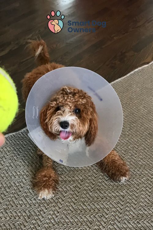 How To Put On A Dog Cone? (How Does It Look Like?) Smart Dog Owners