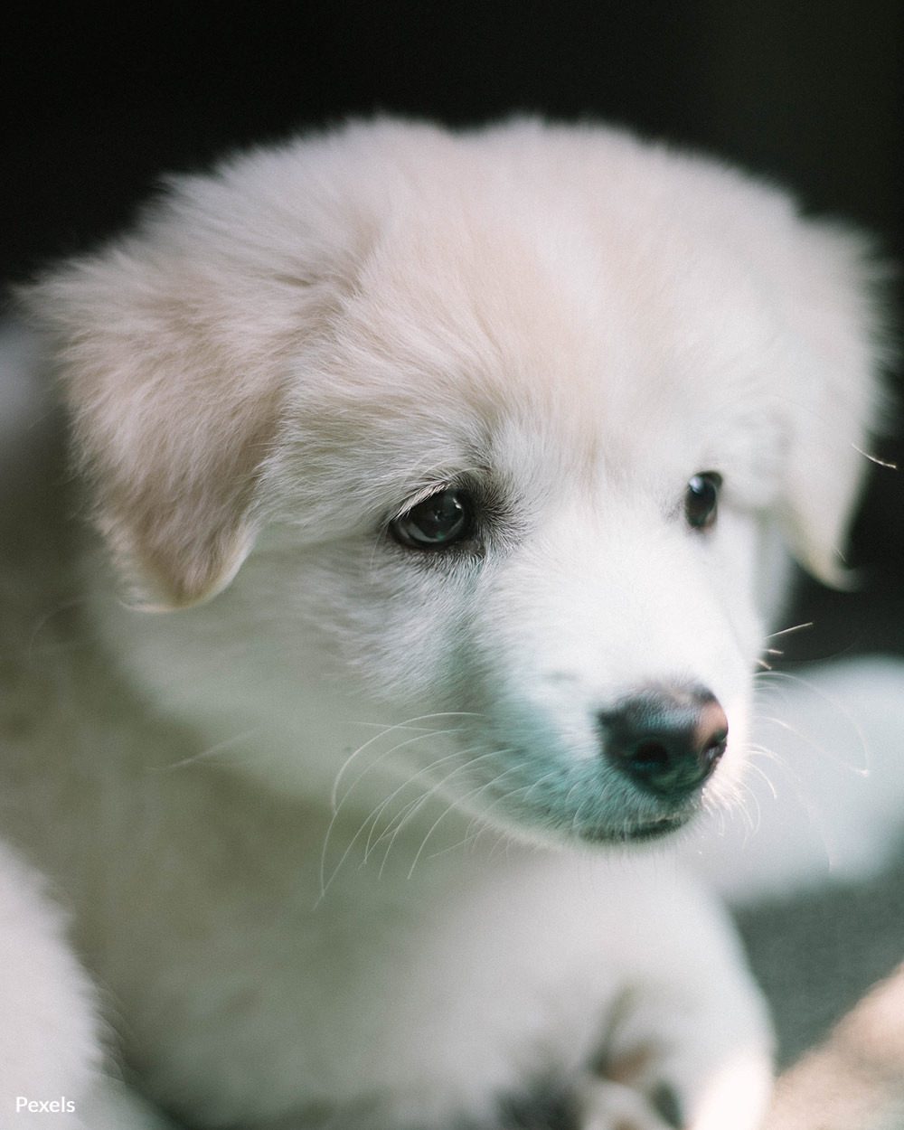 Craigslist Free Pets A Comprehensive Guide Smartech