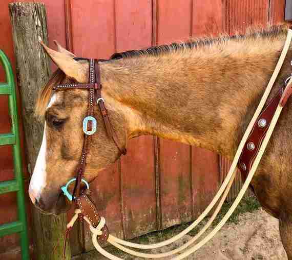 What Are Slobber Straps And Water Loops For? Smarter Horse