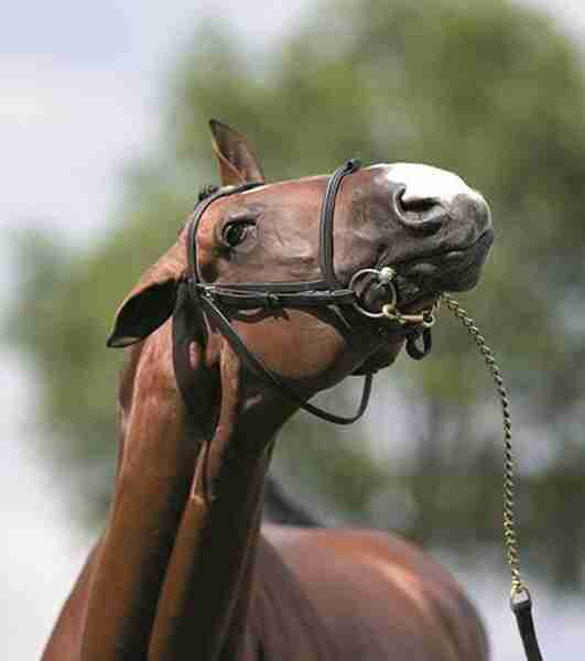 Why Do Horses Nod Their Heads 13 Factual Reasons Smarter Horse