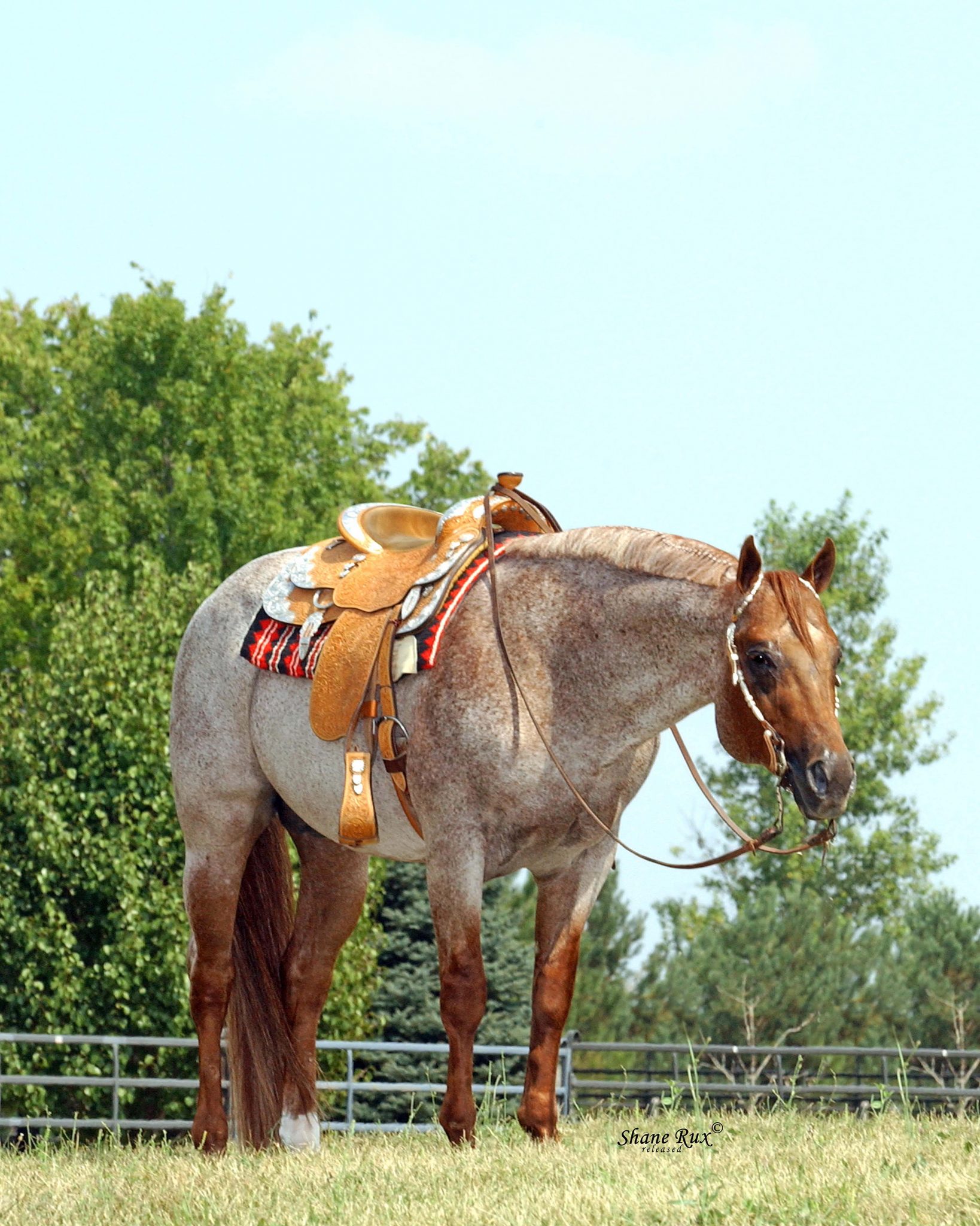 Famous Red Roan Horses And Their Color Metallic Cat, Anyone
