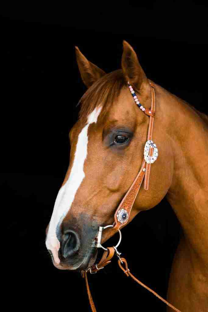 The Snaffle Bit Types, When & How To Use It Smarter Horse