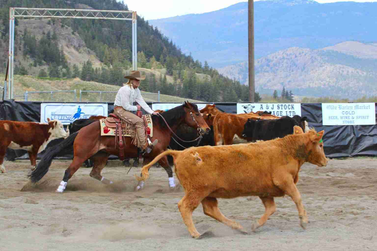 Why Do Horses Nod Their Heads 13 Factual Reasons Smarter Horse