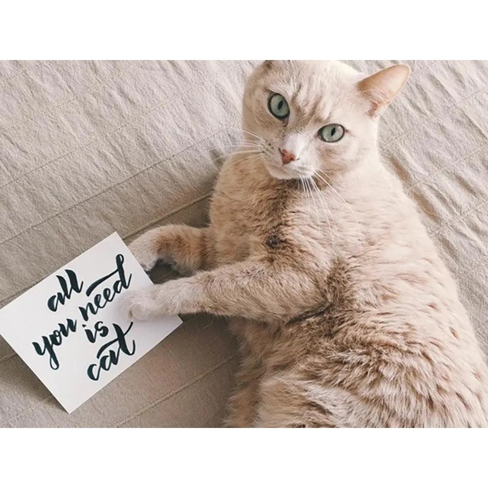Meowijuana Why Cats Are The Best Pets SmarterPaw