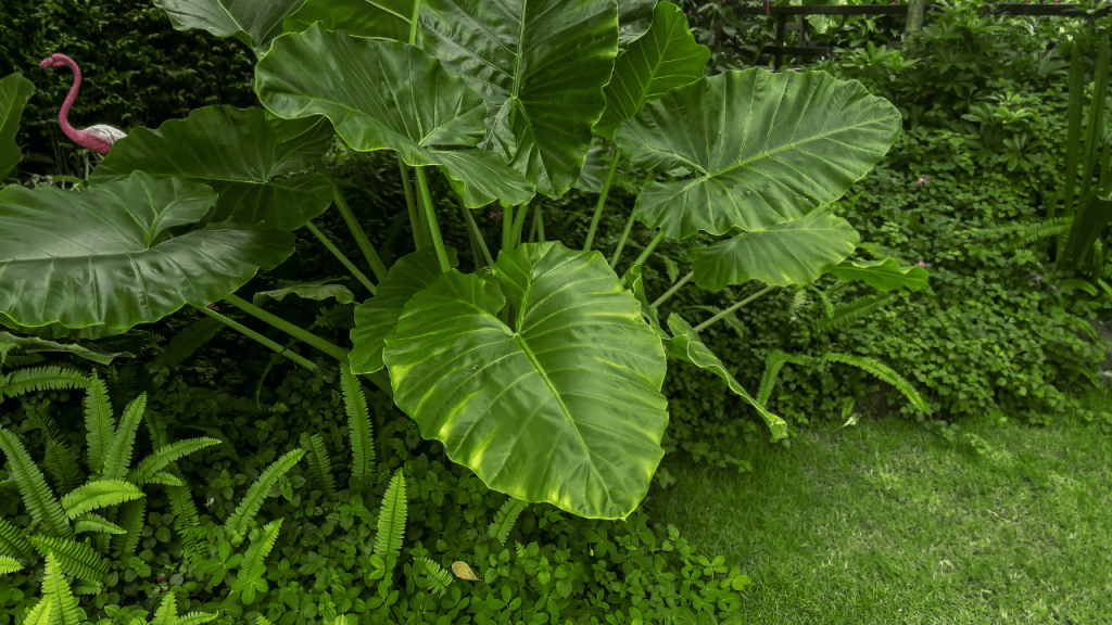 Indoor elephant ear plant Get a complete overview