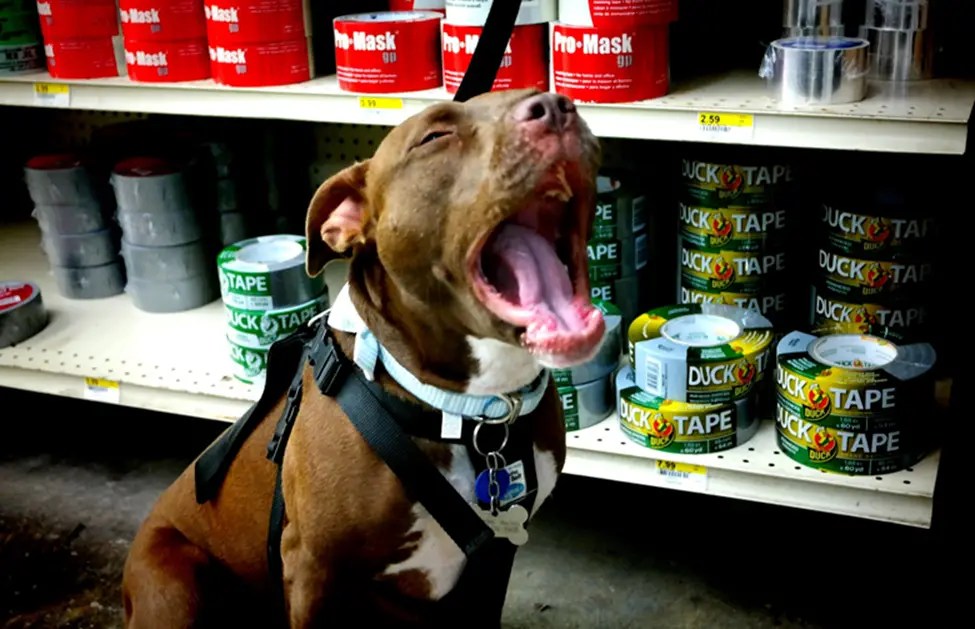 Does Rural King Allow Dogs In Its Stores? [Policies on Pets in Stores