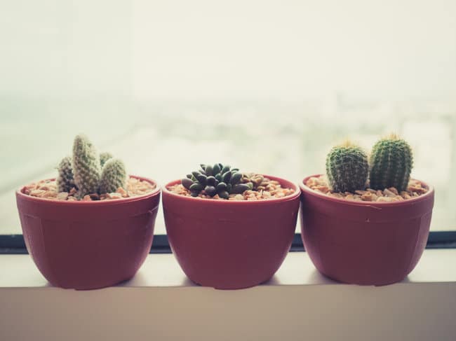 Succulent Xerophytes Examples Best Succulent Ideas