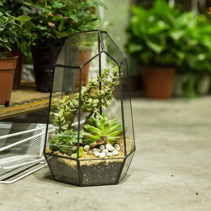 How Does A Terrarium Work? Smart Garden Guide