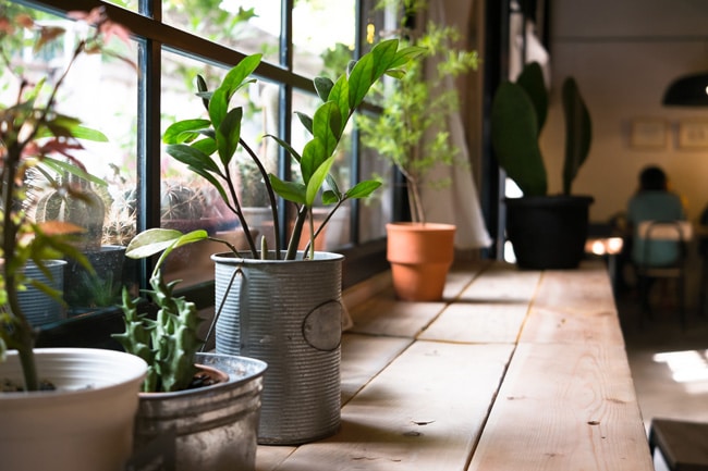 What Is Bright Indirect Light For Plants? Smart Garden Guide
