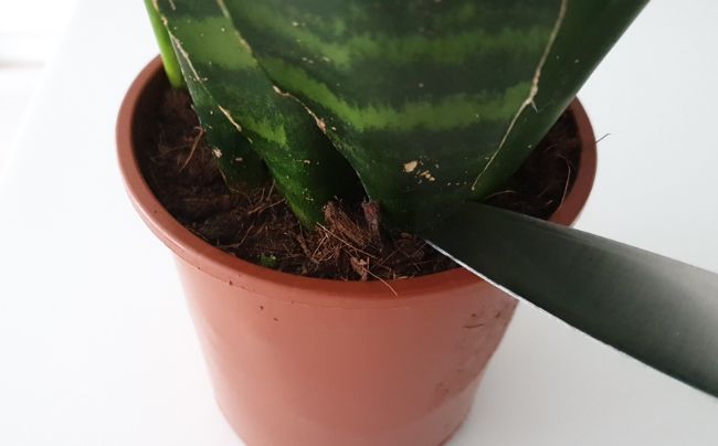 How To Prune A Snake Plant: Step By Step Guide - Smart Garden Guide