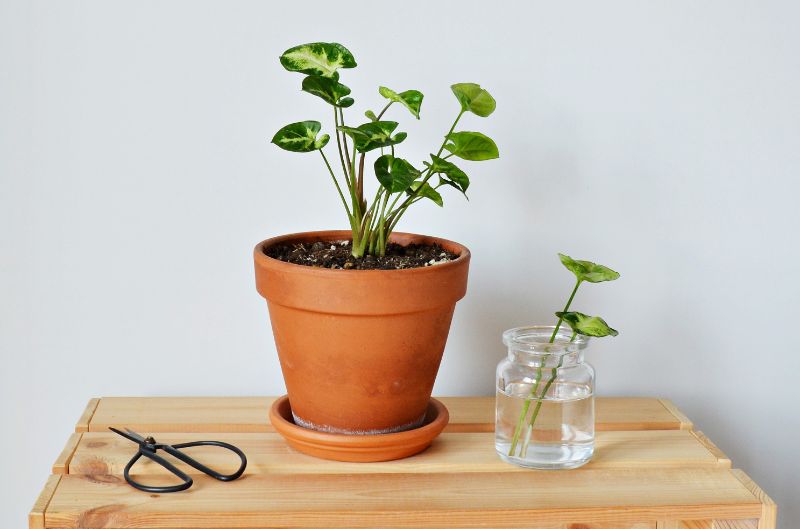 Arrowhead Plant Propagation (Syngonium podophyllum