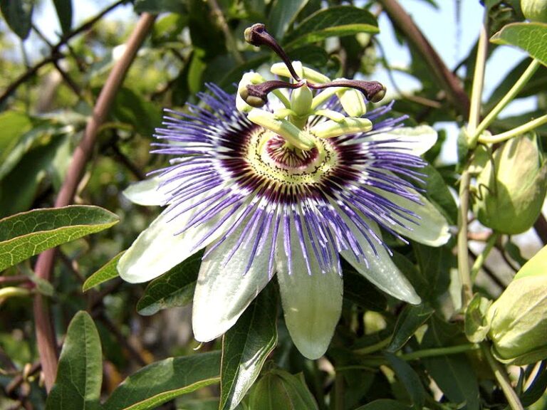 Passiflora Caerulea Learn How to Grow The Amazing Passion Flower