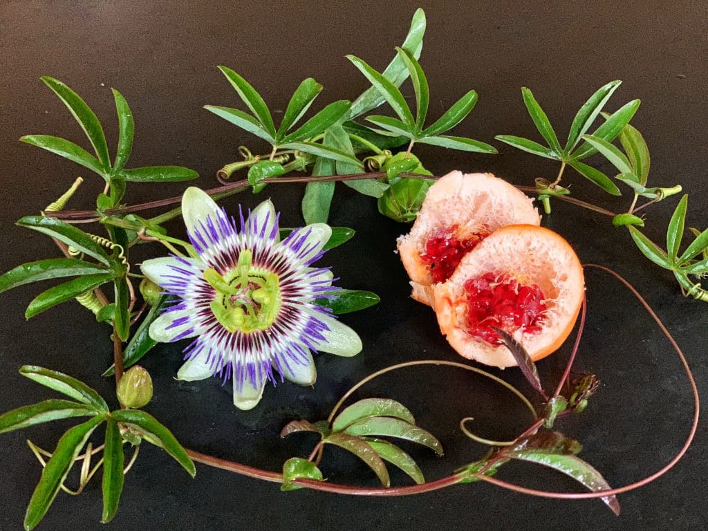 How To Grow Passion Flower Vine From Cuttings at Jana Mortenson blog