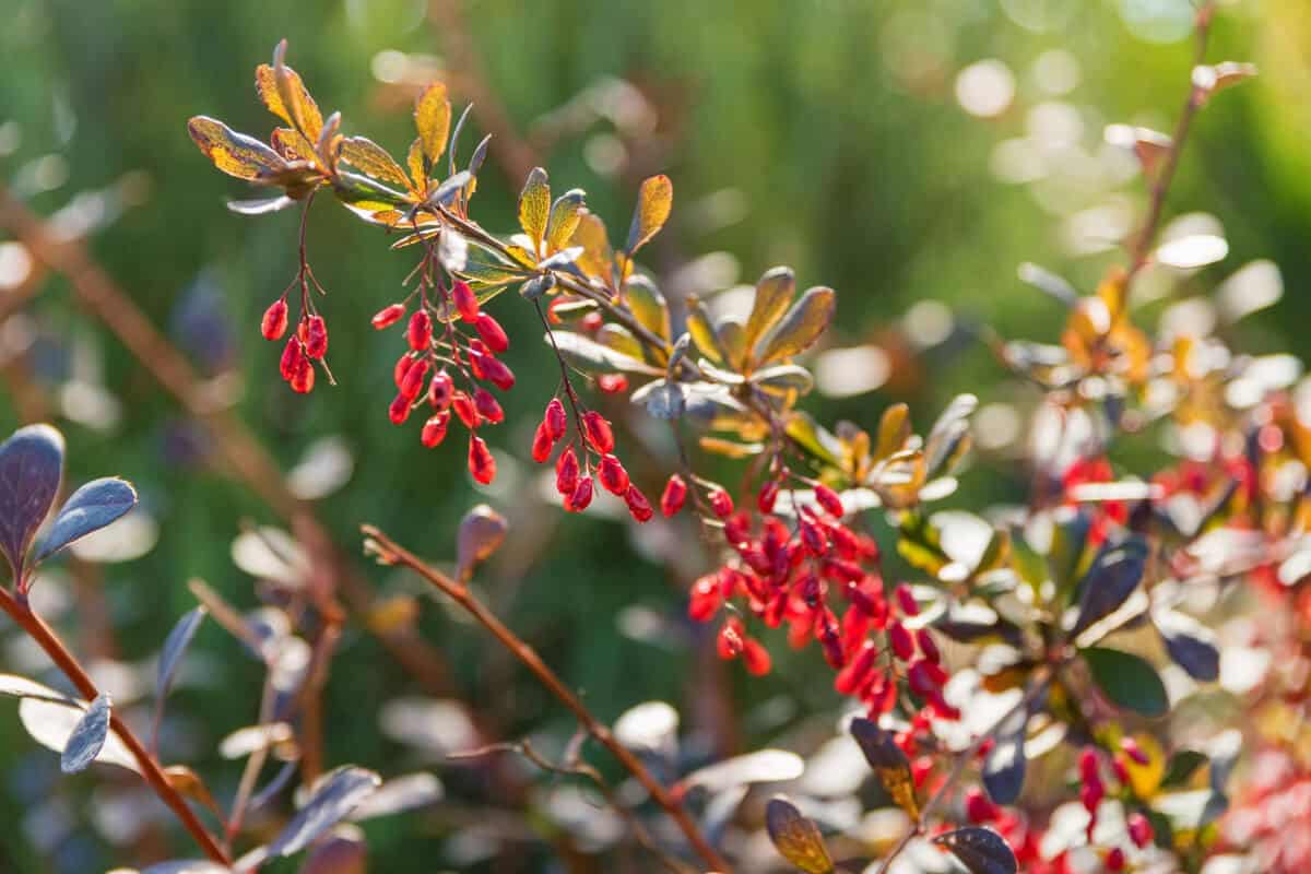 11 Edible Winter Plants to Eat and Grow Smart Garden and Home