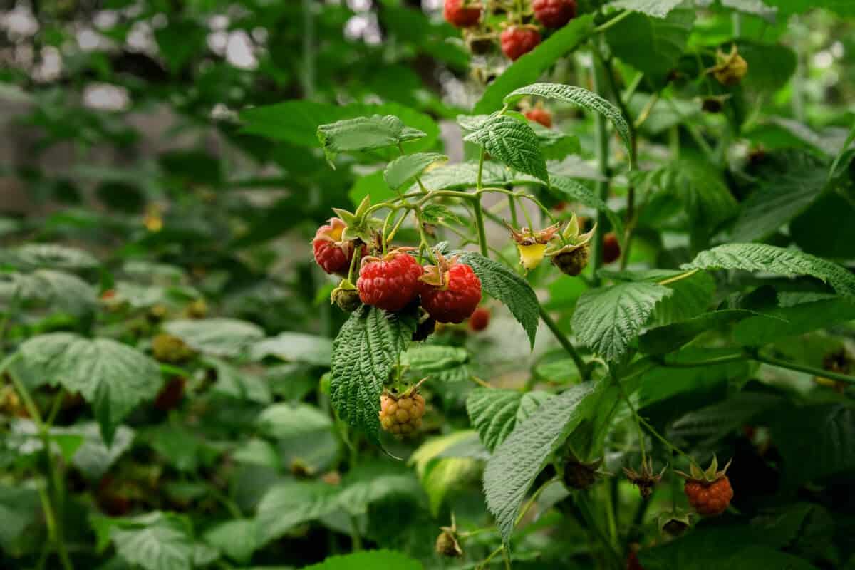 11 Best Types of Edible Berry Bushes for Your Yard Smart Garden and Home
