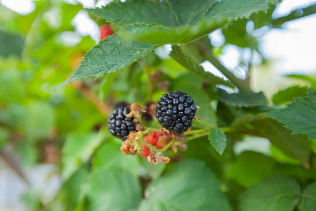 11 Best Types of Edible Berry Bushes for Your Yard Smart Garden and Home