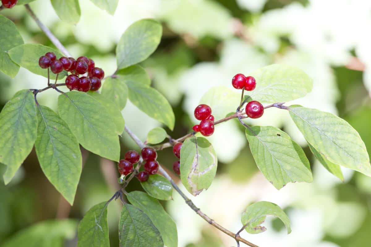 20 Edible and NonEdible Red Berries You Need to Know Smart Garden