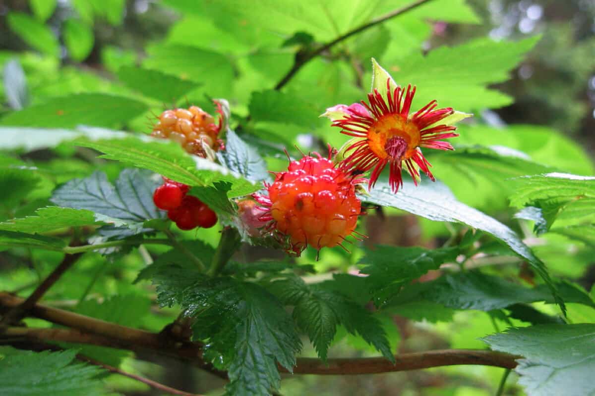 20 Edible and NonEdible Red Berries You Need to Know Smart Garden