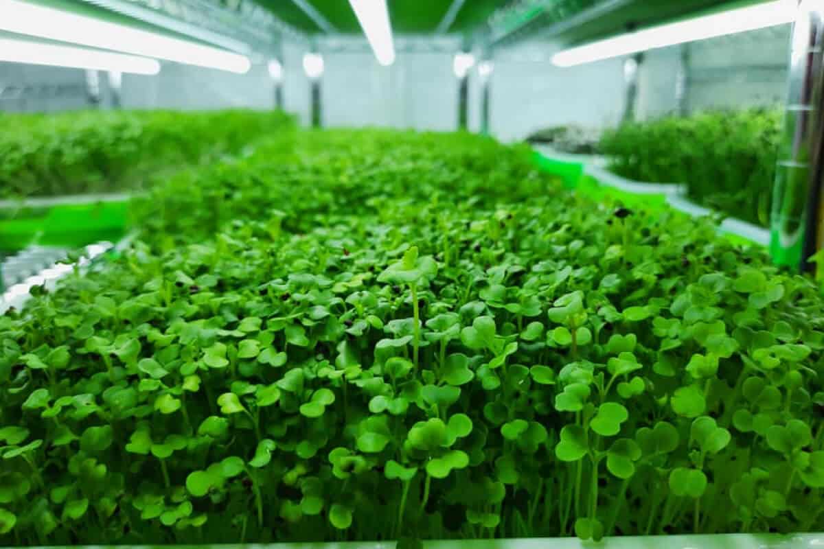 9 Best Hydroponic Microgreens to Grow and Tips Smart Garden and Home