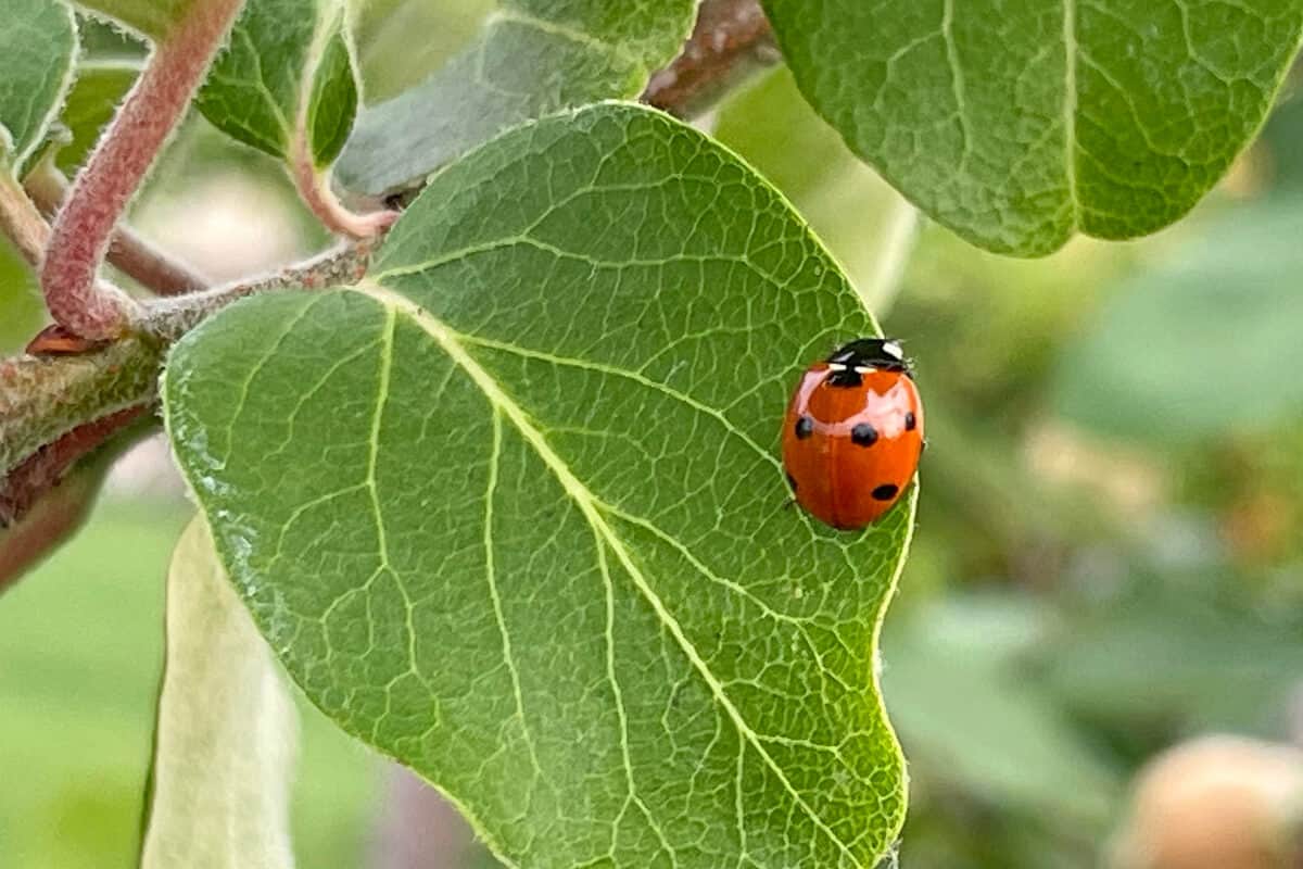 11 Beneficial Bugs for Houseplants Smart Garden and Home