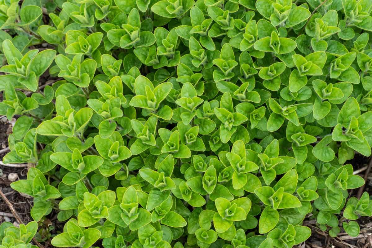 12 Plants With Square Stems (and Pictures) Smart Garden and Home