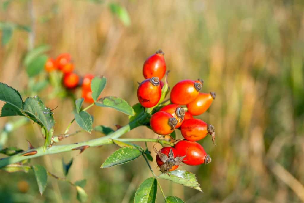 11 Best Types of Edible Berry Bushes for Your Yard Smart Garden and Home