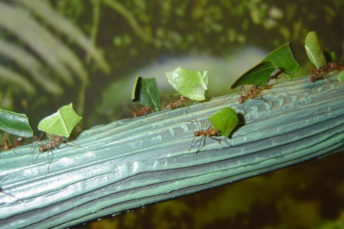 Are Ants on Okra Plants Bad? How to Keep Them Off Smart Garden and Home