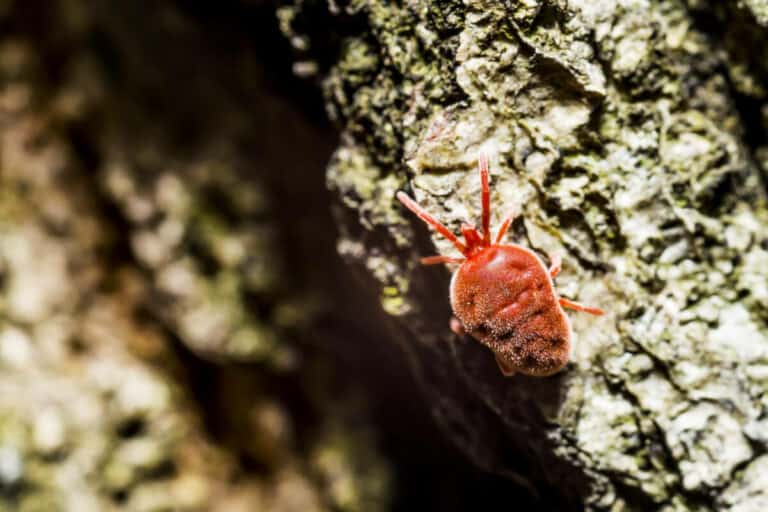 7 Best Beneficial Compost Insects Smart Garden and Home